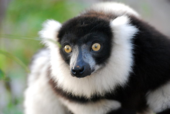 Vari negro