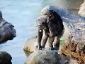 Chimpanc&eacute;s