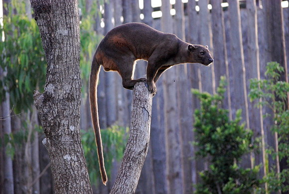 Fosa de Madagascar