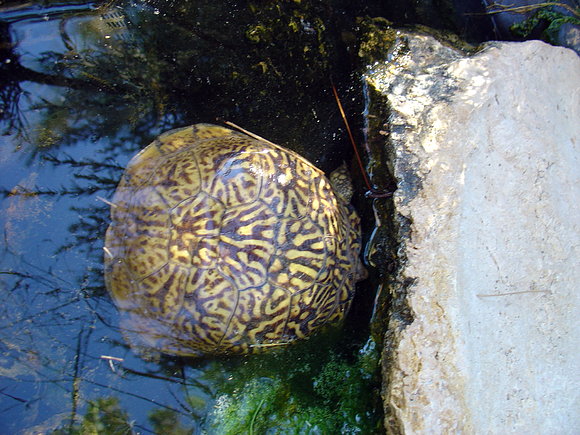 Terrapene ornata luteola