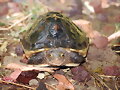 Macho de Cuora flavomarginata -1