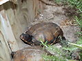 Macho de Terrapene carolina major -1