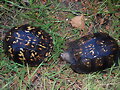 Terrapene carolina carolina - pareja