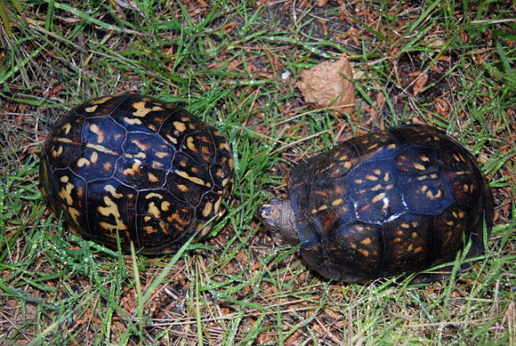 Terrapene carolina carolina - pareja