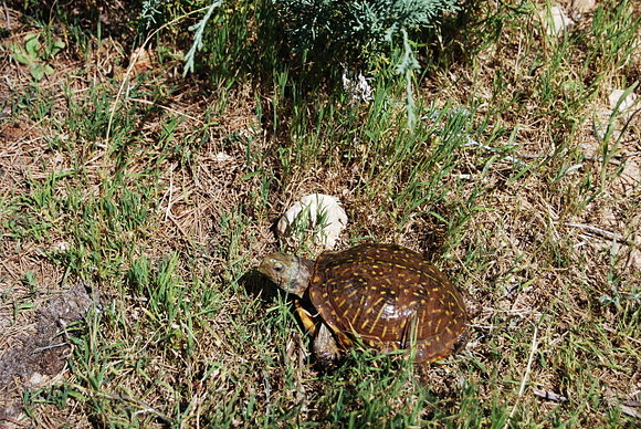 Terrapene ornata luteola - Nuevo Mexico