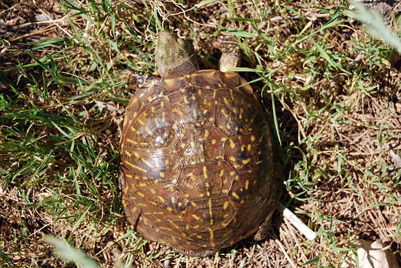 Terrapene ornata luteola - Nuevo Mexico -2