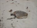 Chelonia mydas muertas en Jericoacoara 2