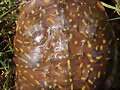 Terrapene ornata luteola - Nuevo Mexico -3