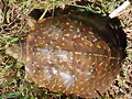 Terrapene ornata luteola - Nuevo Mexico -4