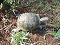 Terrapene ornata luteola hembra 3 -2