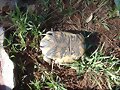 Terrapene ornata luteola hembra 3 - 3