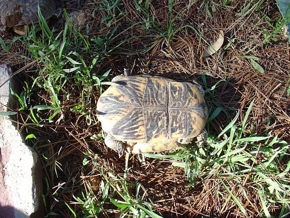 Terrapene ornata luteola hembra 3 - 3