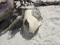 Detalle del cr&aacute;neo de una tortuga verde