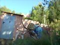 La ara&ntilde;a de jard&iacute;n y la cigarra -1