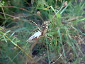 La ara&ntilde;a de jard&iacute;n y la cigarra -2