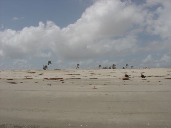 La playa, el dominio del Gaviao