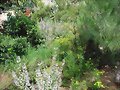 Recinto de las ornatas en primavera