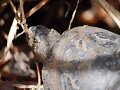 Emys orbicularis fritzjuergenobsti