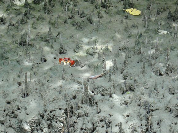 El manglar de Jericoacoara