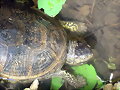 Emys orbicularis fritzjuergenobsti -4