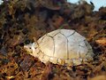 Sternotherus carinatus