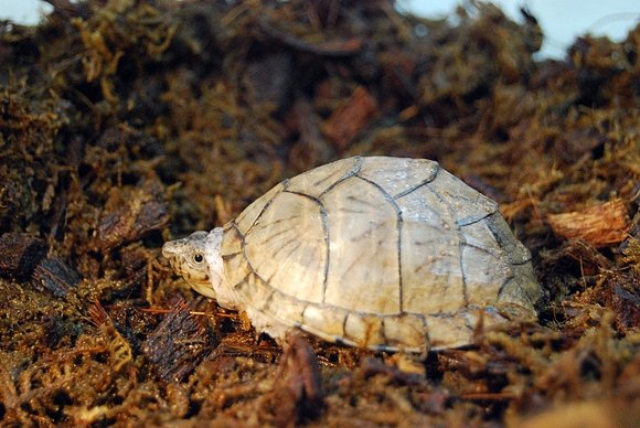 Sternotherus carinatus