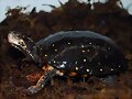 Clemmys guttata hembra