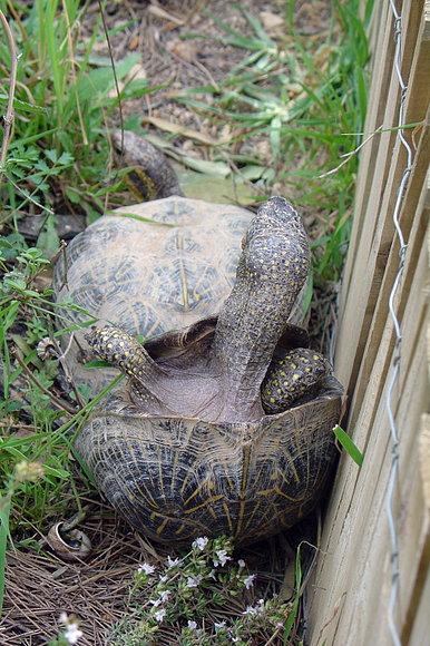 Terrapene carolina bauri - cópula-4