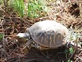 El (inexistente) cortejo de la Terrapene ornata 1