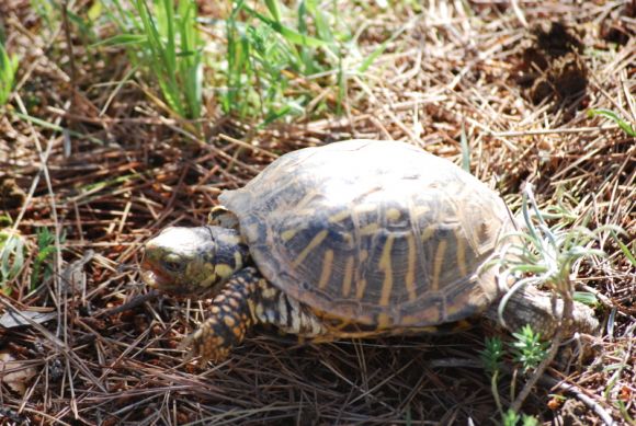 El (inexistente) cortejo de la Terrapene ornata 1