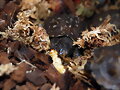 Terrapene carolina major Florida - cr&iacute;as