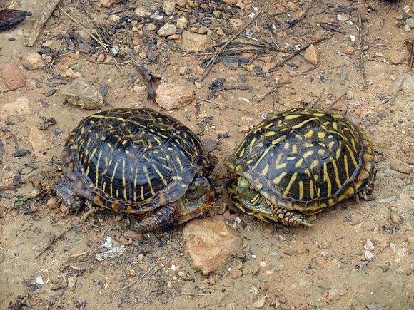 Combate de Machos de Terrapene ornata