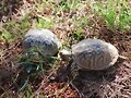 El (inexistente) cortejo de la Terrapene ornata 2