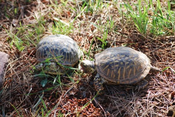 El (inexistente) cortejo de la Terrapene ornata 2
