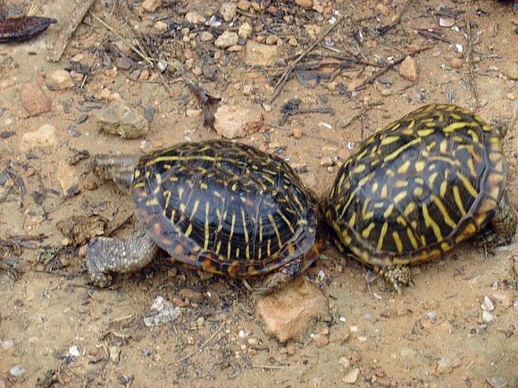 Combate de Machos de Terrapene ornata -2