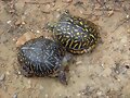 Combate de Machos de Terrapene ornata -3