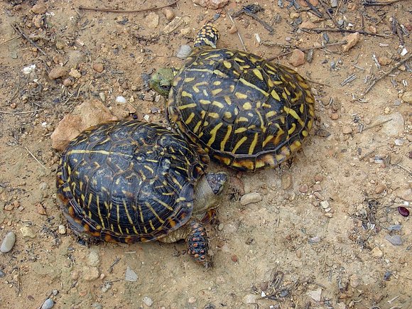 Combate de Machos de Terrapene ornata -3