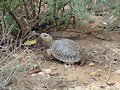 Combate de Machos de Terrapene ornata -4