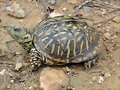 Combate de Machos de Terrapene ornata -5
