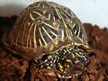 Macho joven de Terrapene carolina bauri