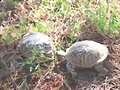 El (inexistente) cortejo de la Terrapene ornata 3