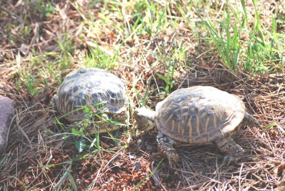 El (inexistente) cortejo de la Terrapene ornata 3
