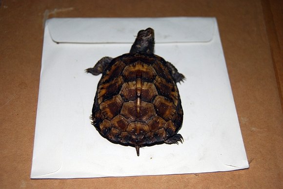 Terrapene carolina carolina - macho juvenil