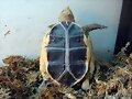 Cuora flavomarginata - crecimiento 1