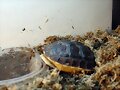 Cuora flavomarginata - crecimiento 2