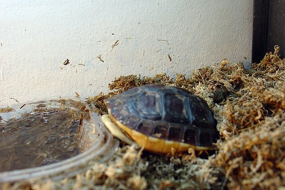 Cuora flavomarginata - crecimiento 2