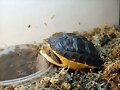 Cuora flavomarginata - crecimiento 3