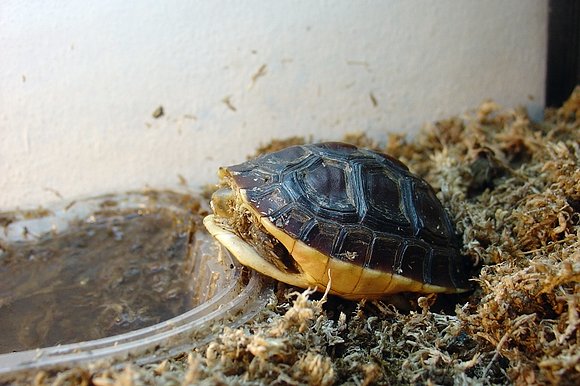 Cuora flavomarginata - crecimiento 3