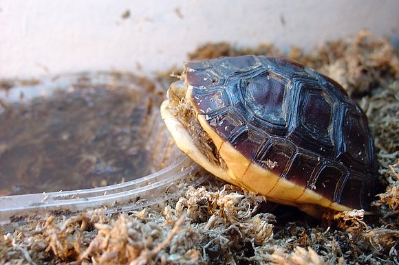 Cuora flavomarginata - crecimiento 4