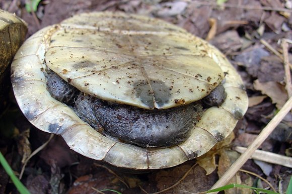 Cuora amboinensis amboinensis - macho